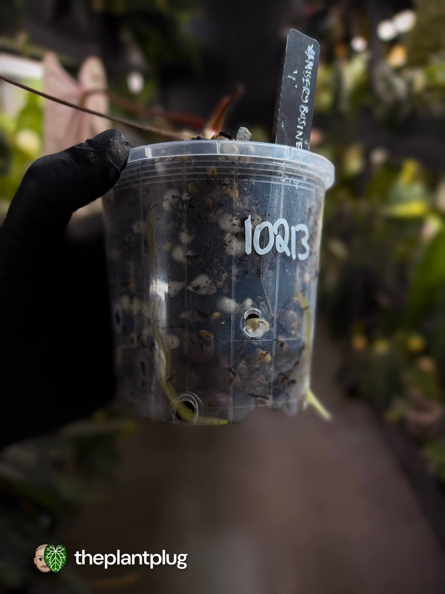 Anthurium #MiseryBusiness • Select