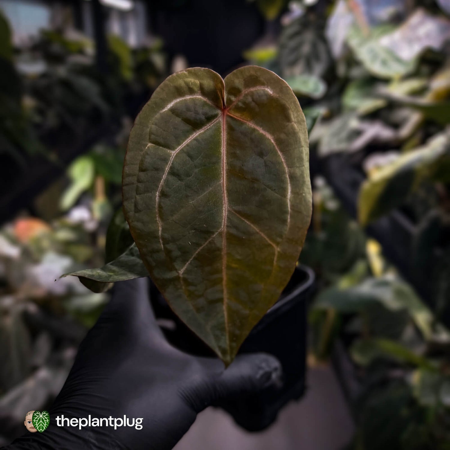 Anthurium 'Red Crystal' x 'Jayda' 💫