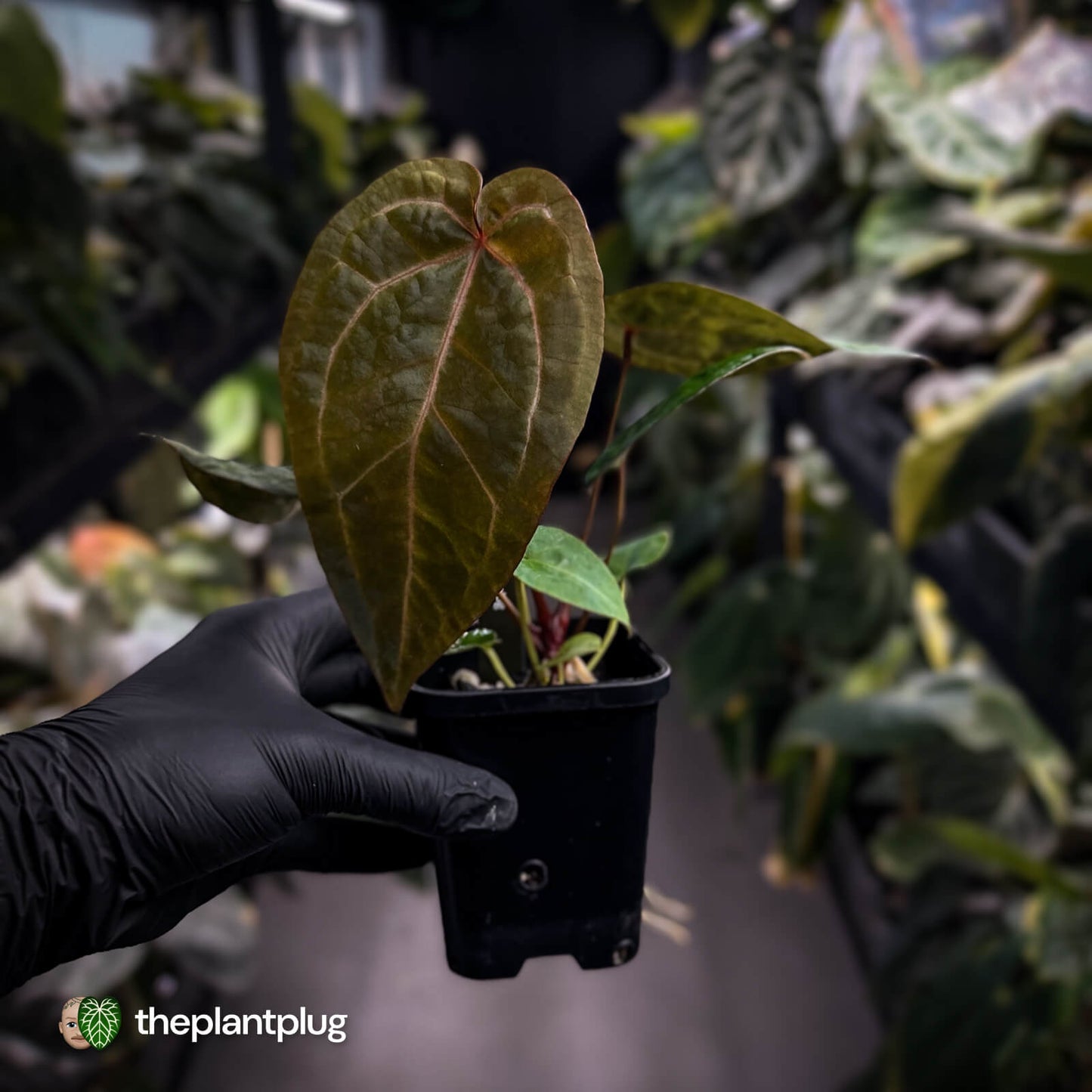 Anthurium 'Red Crystal' x 'Jayda' 💫