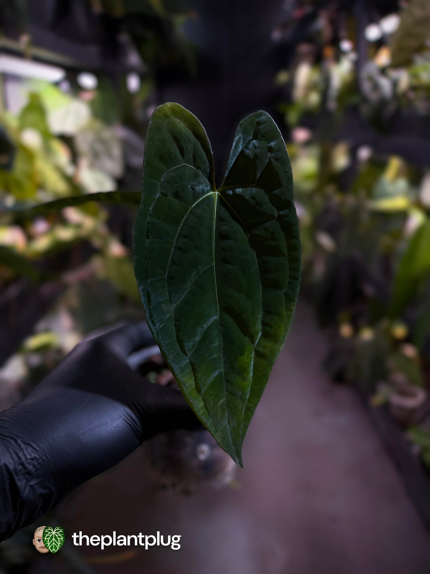 Anthurium 'Dark Phoenix' x 'RVDP'