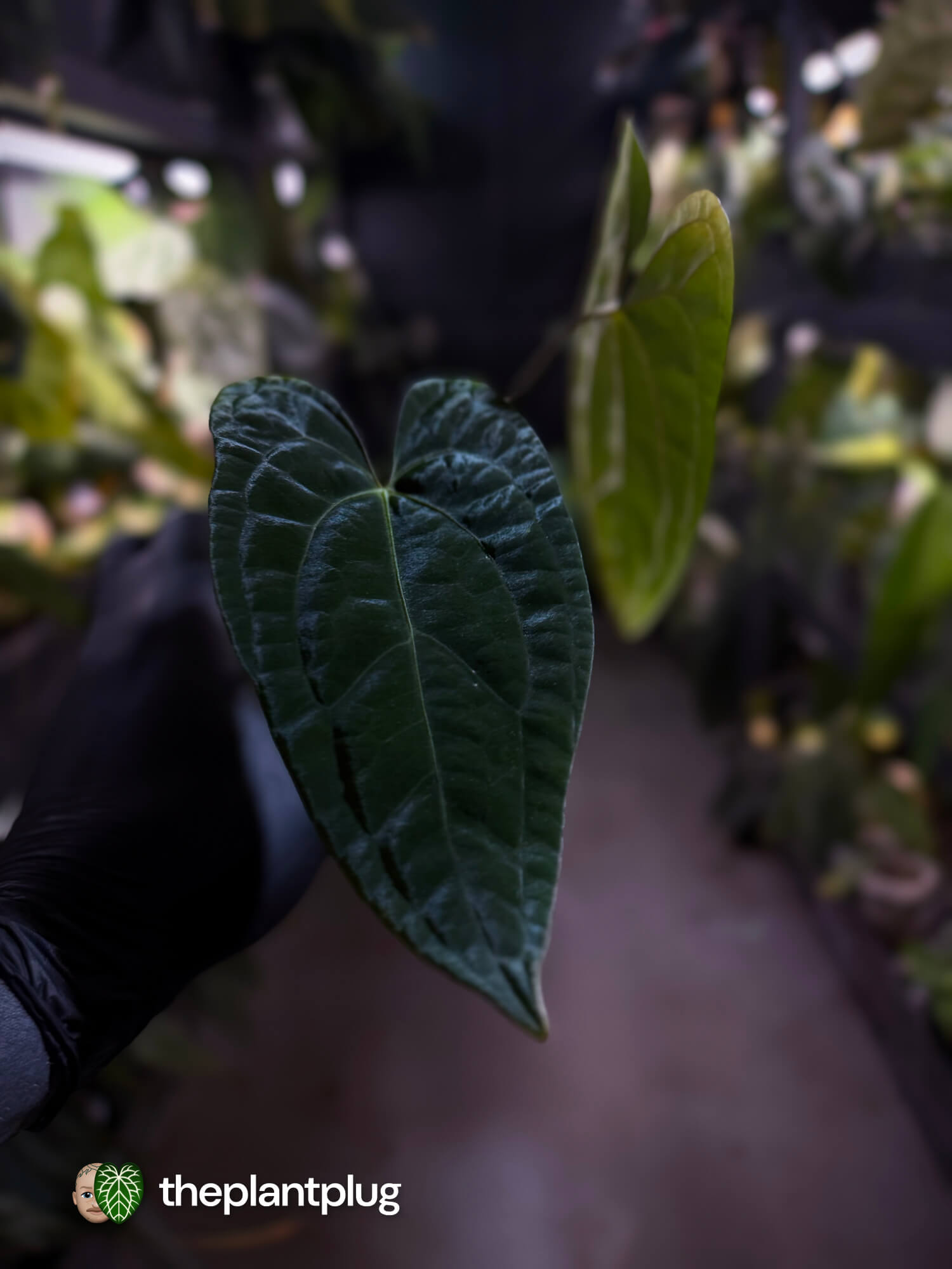Anthurium 'Dark Phoenix' x 'RVDP'