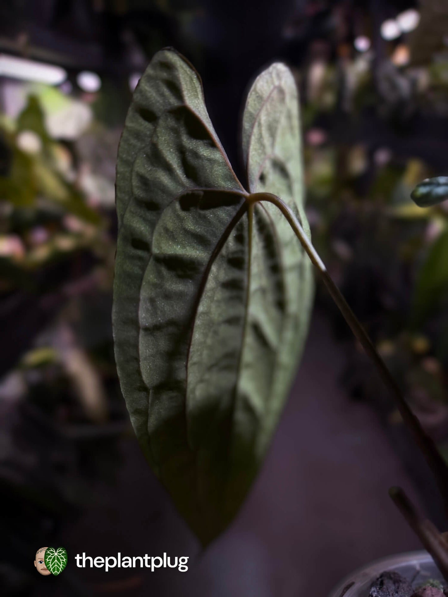Anthurium 'Dark Phoenix' x 'RVDP'
