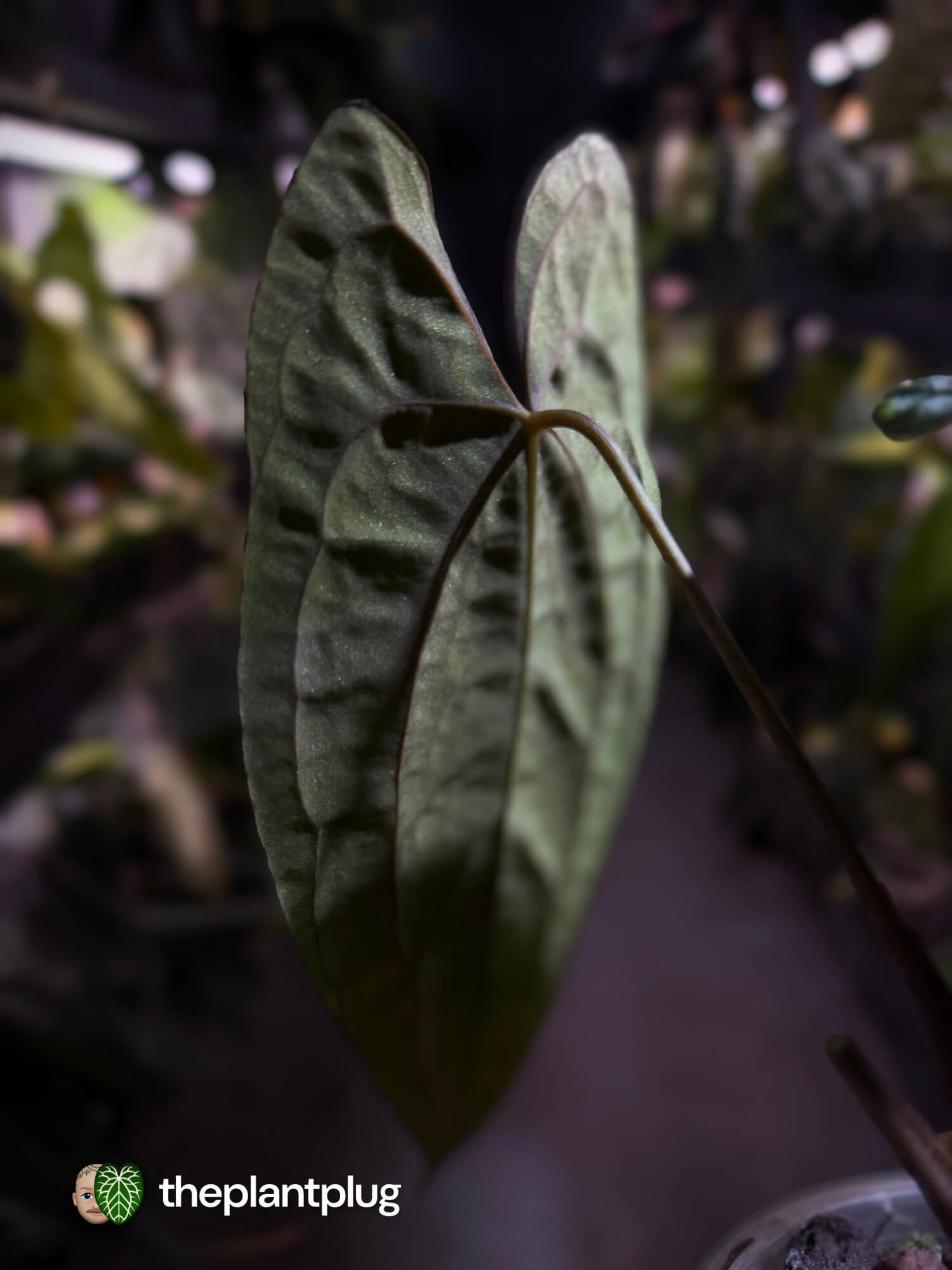 Anthurium 'Dark Phoenix' x 'RVDP'
