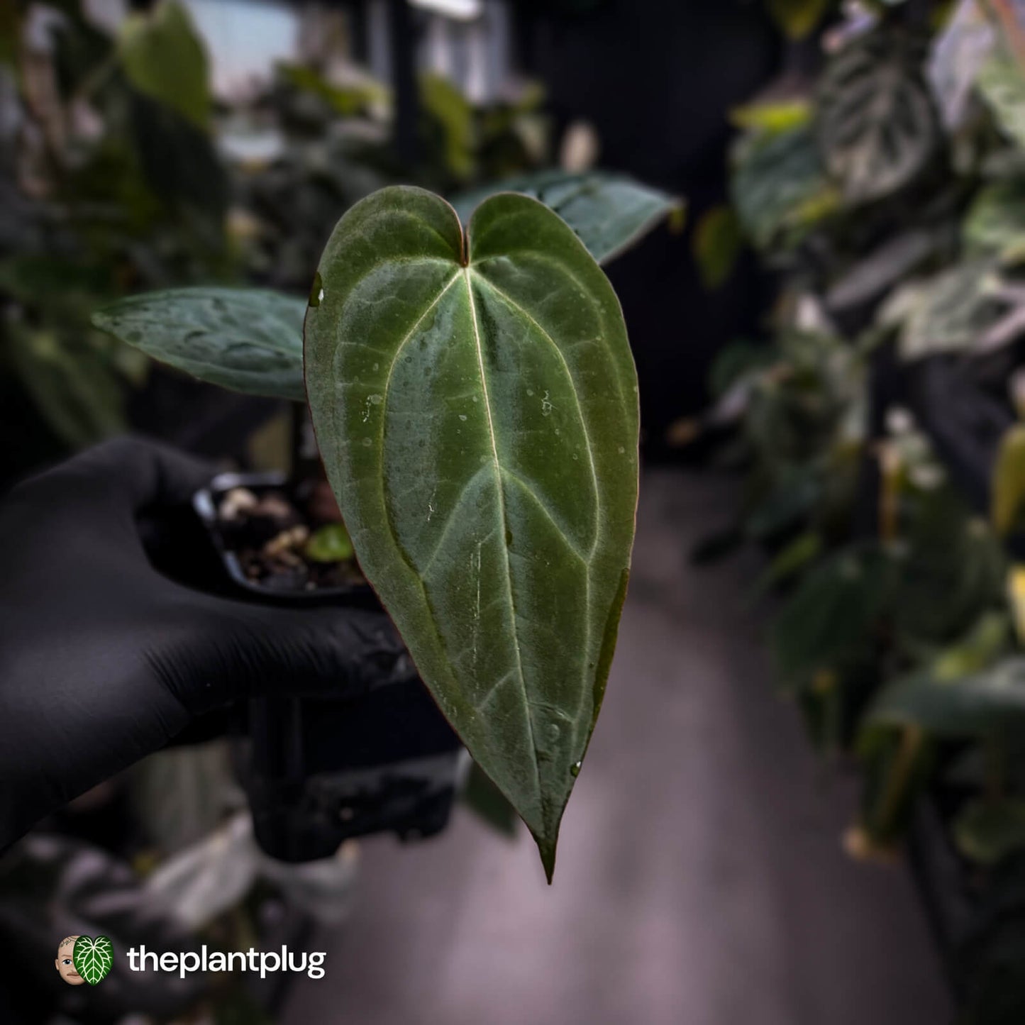 Anthurium 'BVIT' x ('Black Widow' x 'Michelle') 🔥