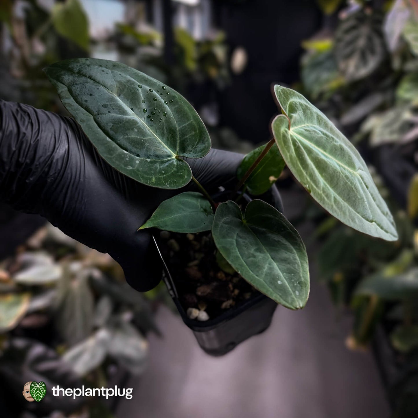 Anthurium 'BVIT' x ('Black Widow' x 'Michelle') 🔥