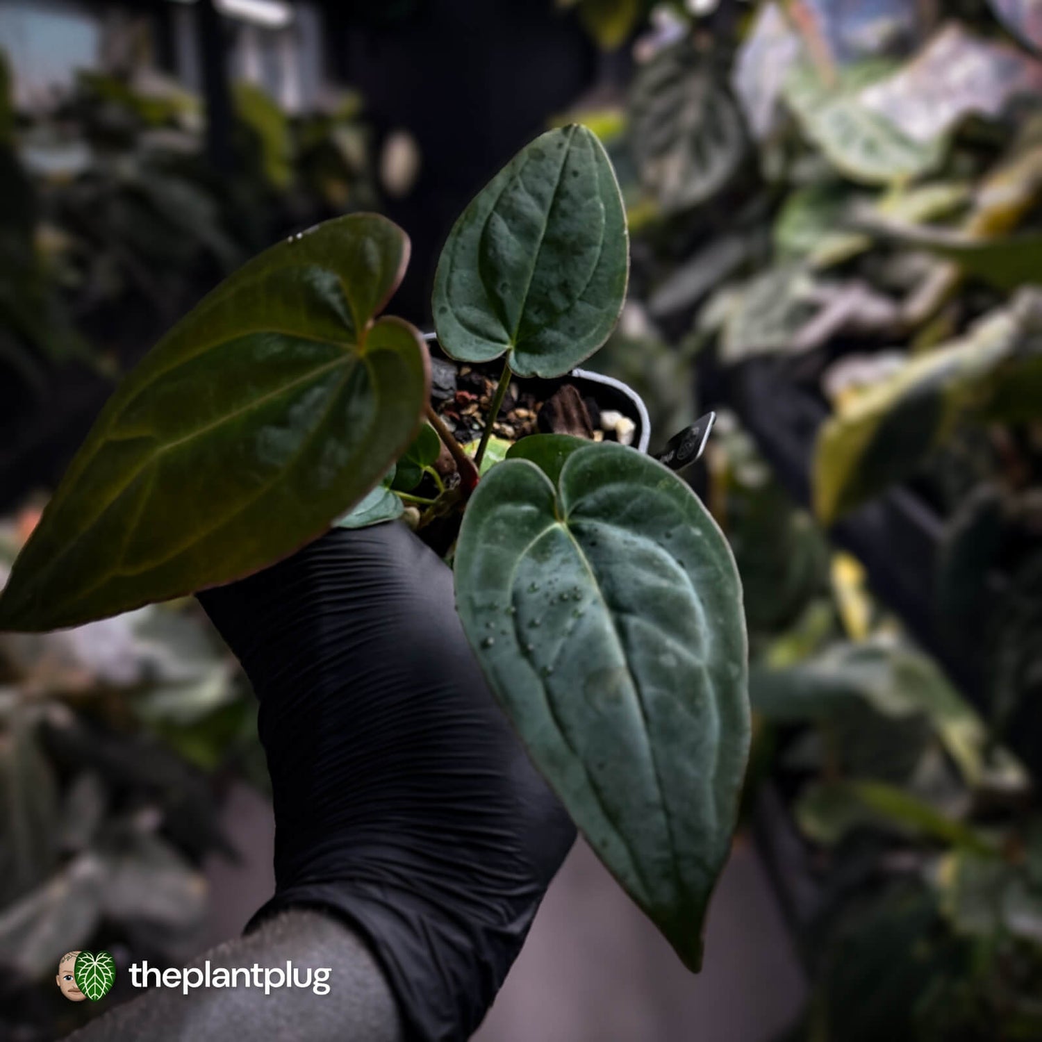 Anthurium 'BVIT' x ('Black Widow' x 'Michelle') 🔥