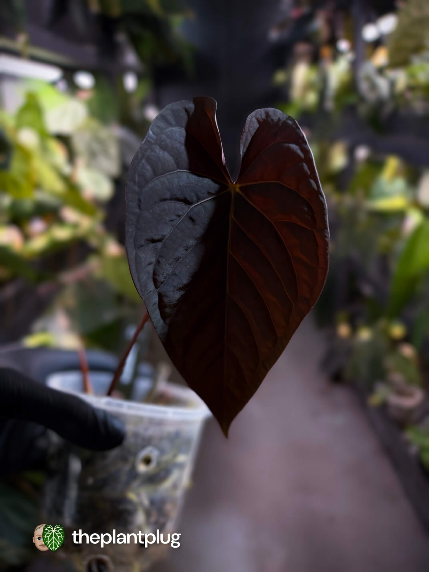 Anthurium 'Michelin Man' ✨