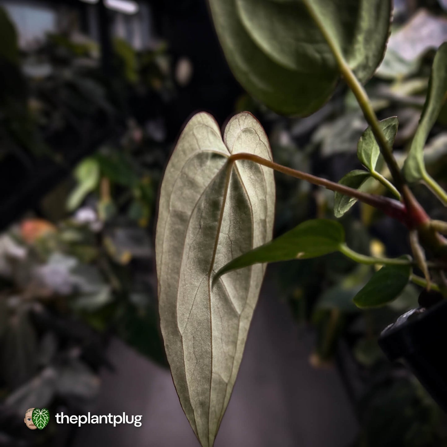 Anthurium 'BVIT' x ('Black Widow' x 'Michelle') 🔥