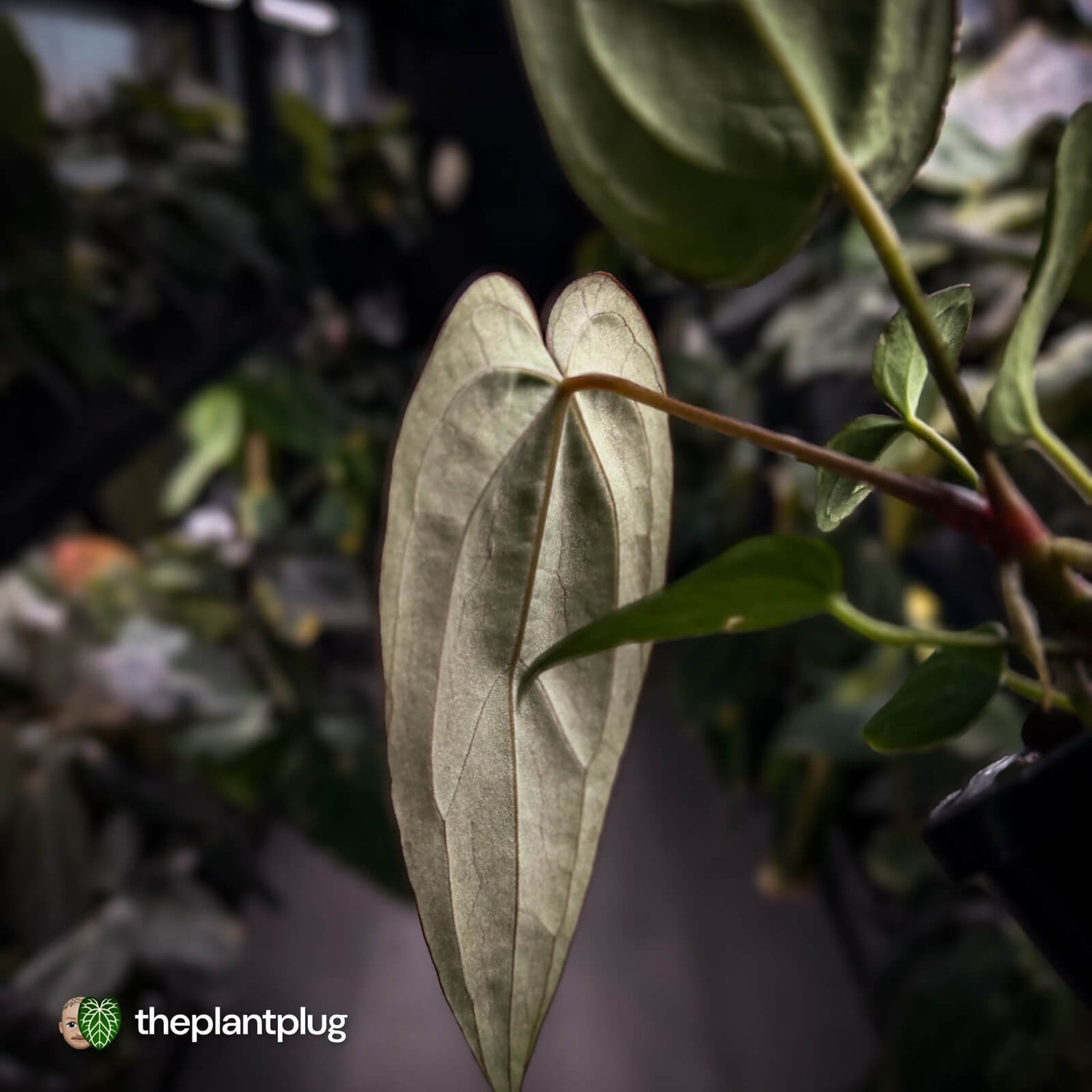 Anthurium 'BVIT' x ('Black Widow' x 'Michelle') 🔥