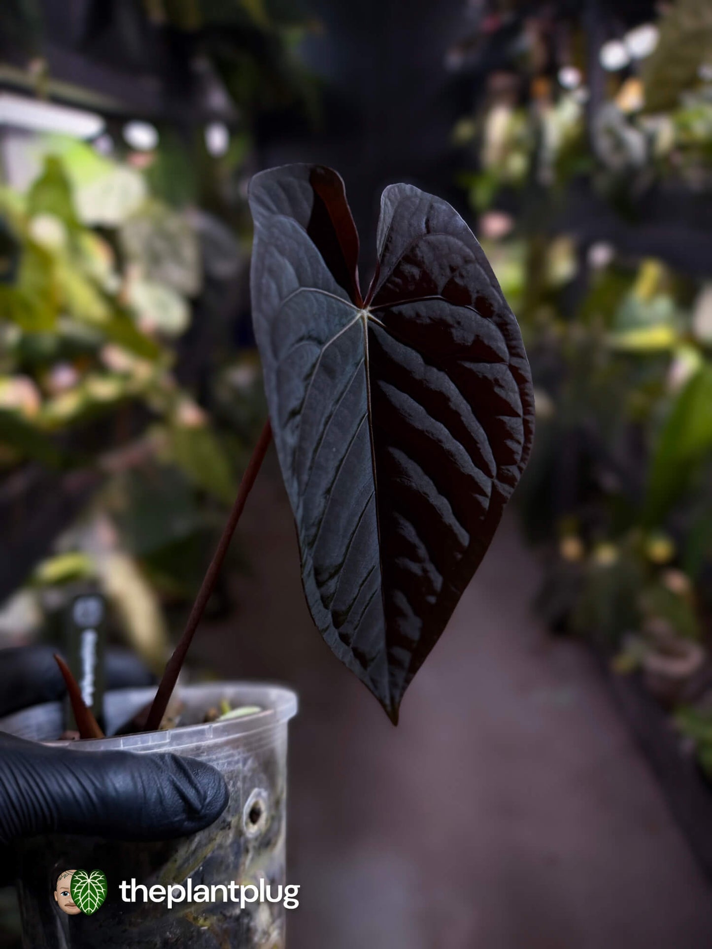 Anthurium 'Michelin Man' ✨