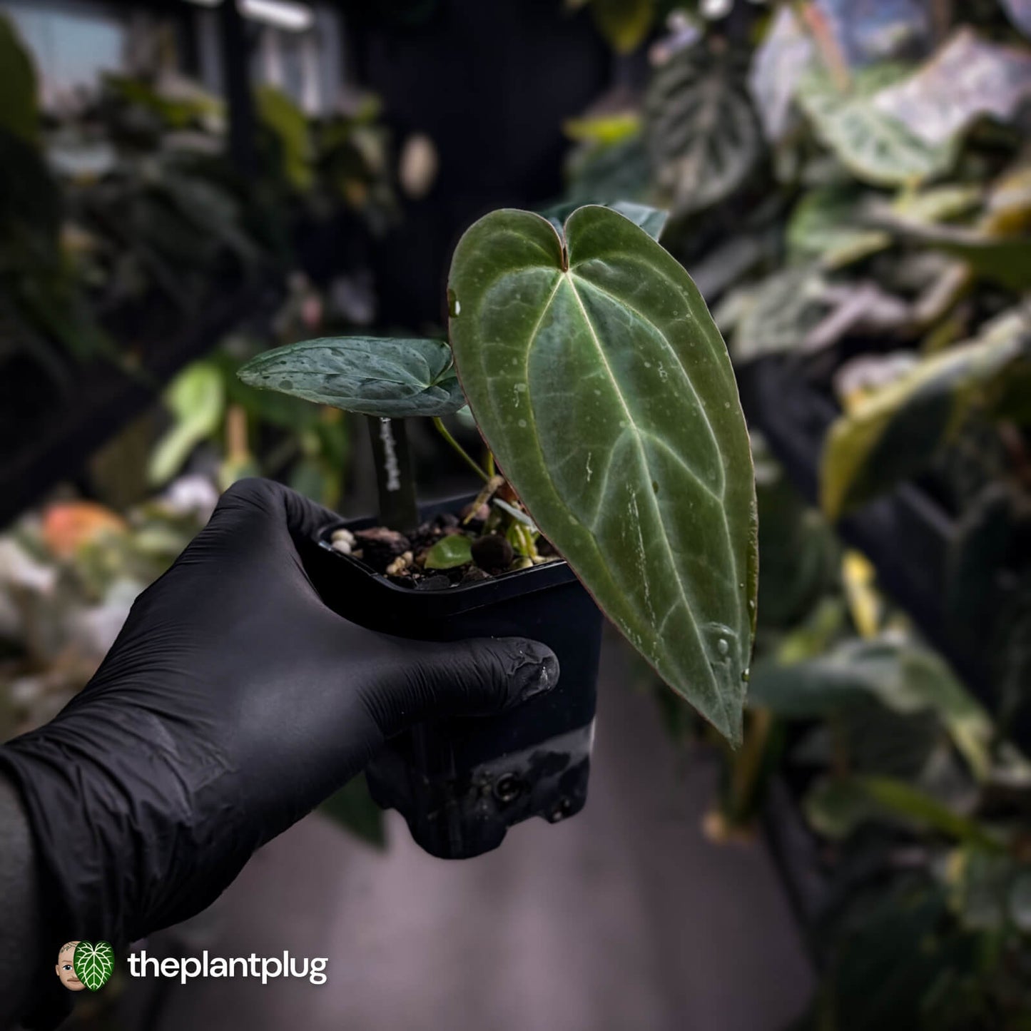 Anthurium 'BVIT' x ('Black Widow' x 'Michelle') 🔥