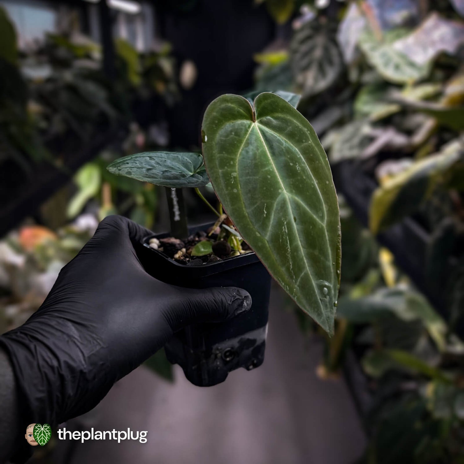 Anthurium 'BVIT' x ('Black Widow' x 'Michelle') 🔥