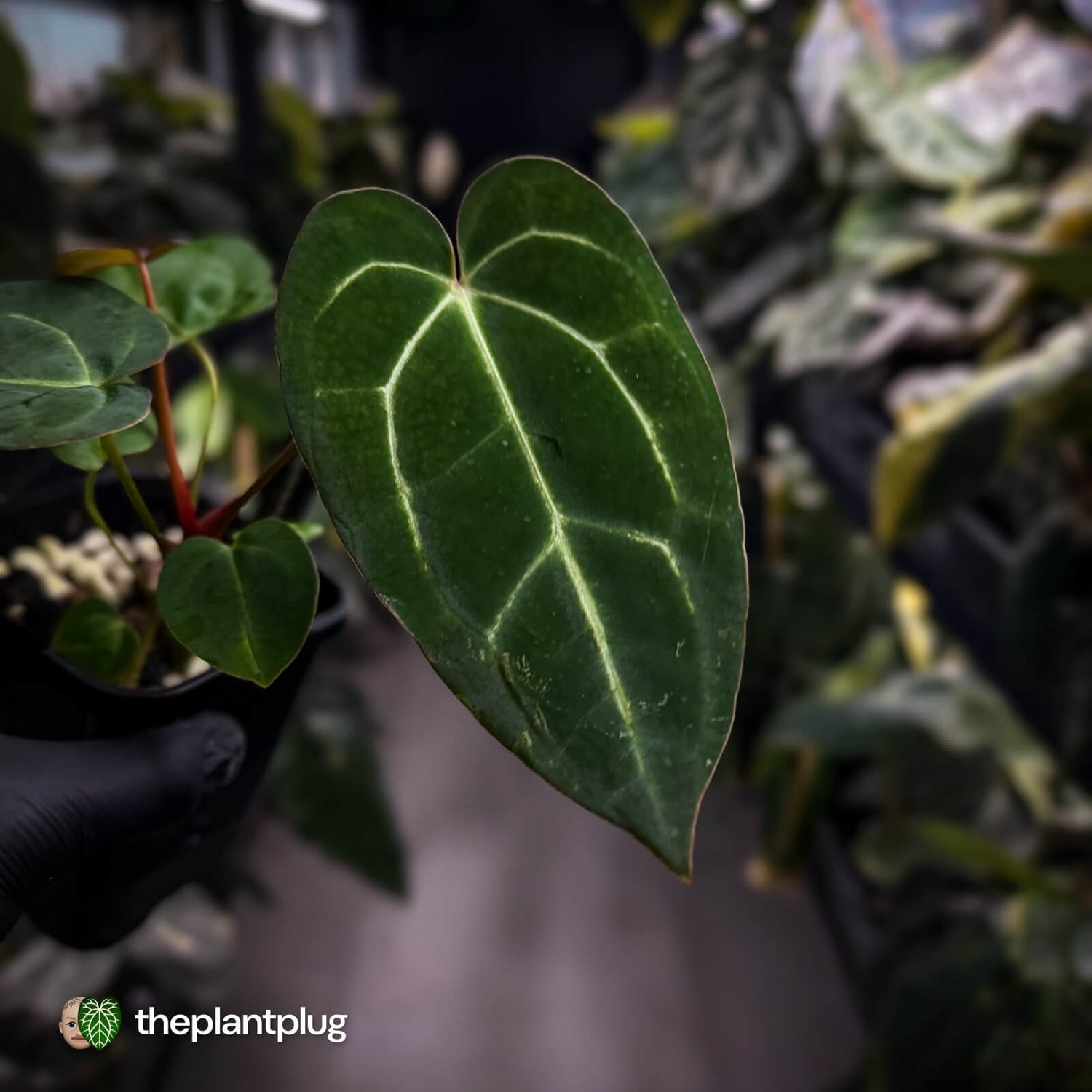 Anthurium carlablackiae x ('Black Widow' x 'Michelle')