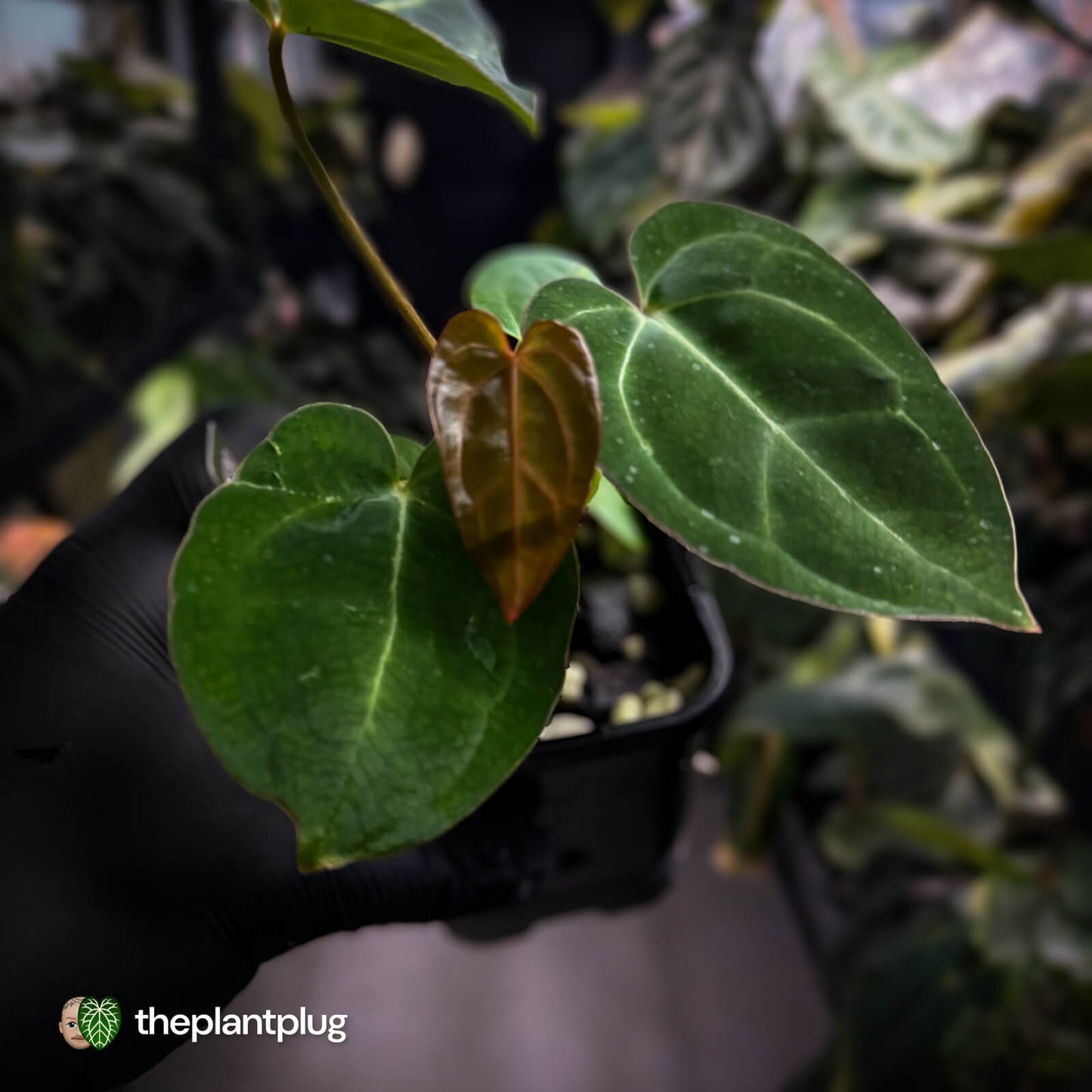 Anthurium carlablackiae x ('Black Widow' x 'Michelle')