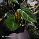 Anthurium carlablackiae x ('Black Widow' x 'Michelle')