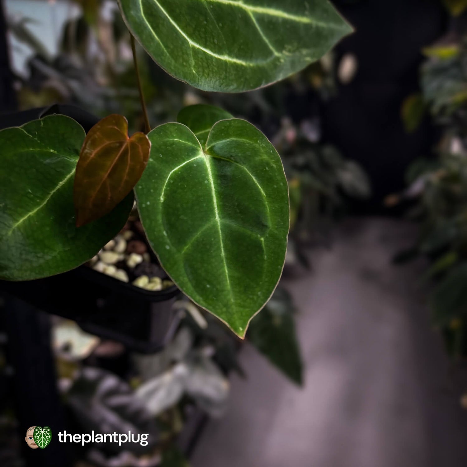 Anthurium carlablackiae x ('Black Widow' x 'Michelle')