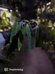 Anthurium pallidiflorum