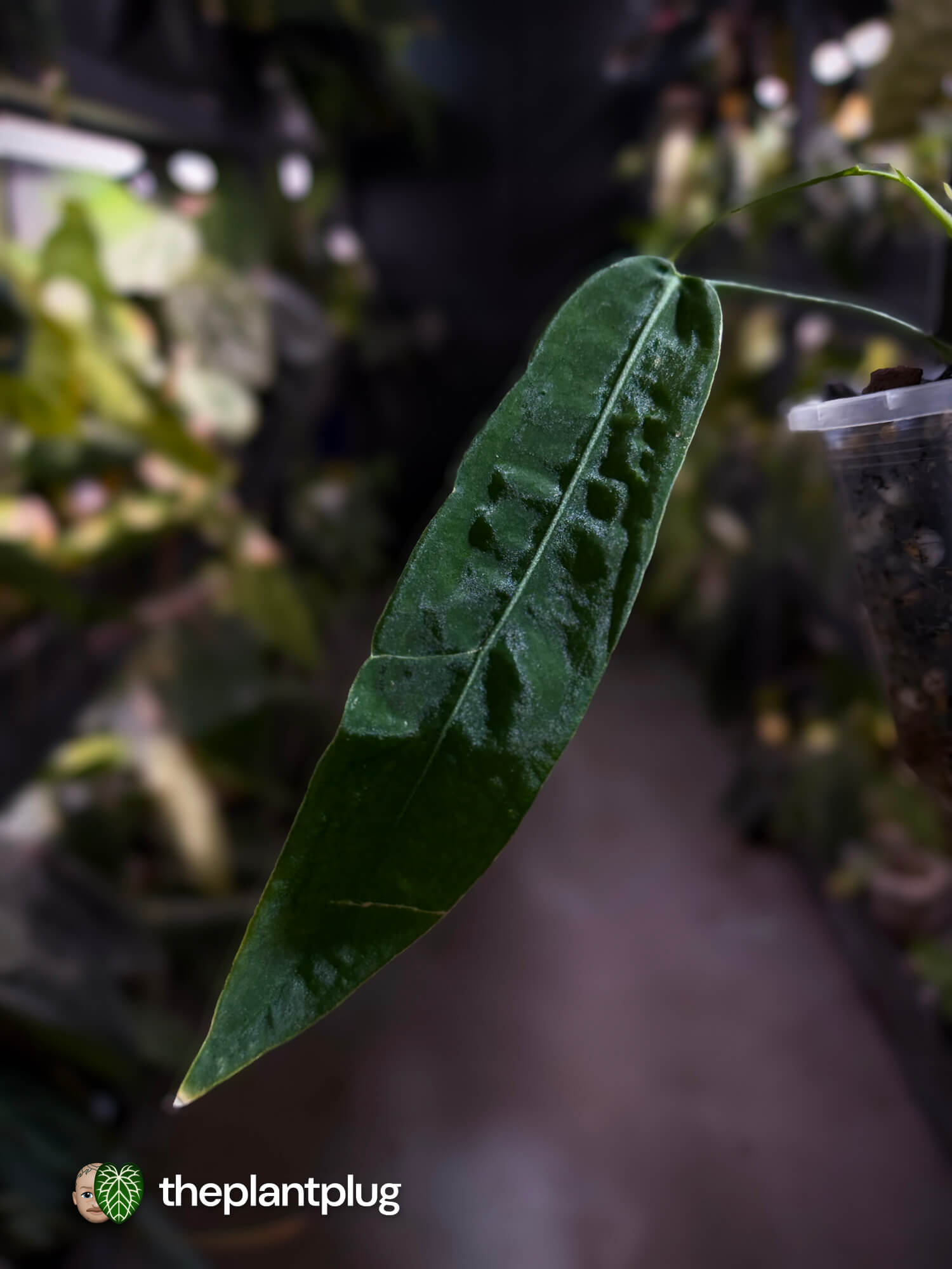 Anthurium pallidiflorum – The Plant Plug