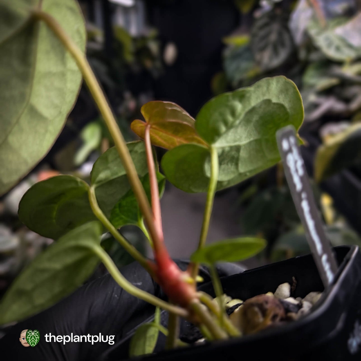 Anthurium carlablackiae x ('Black Widow' x 'Michelle')