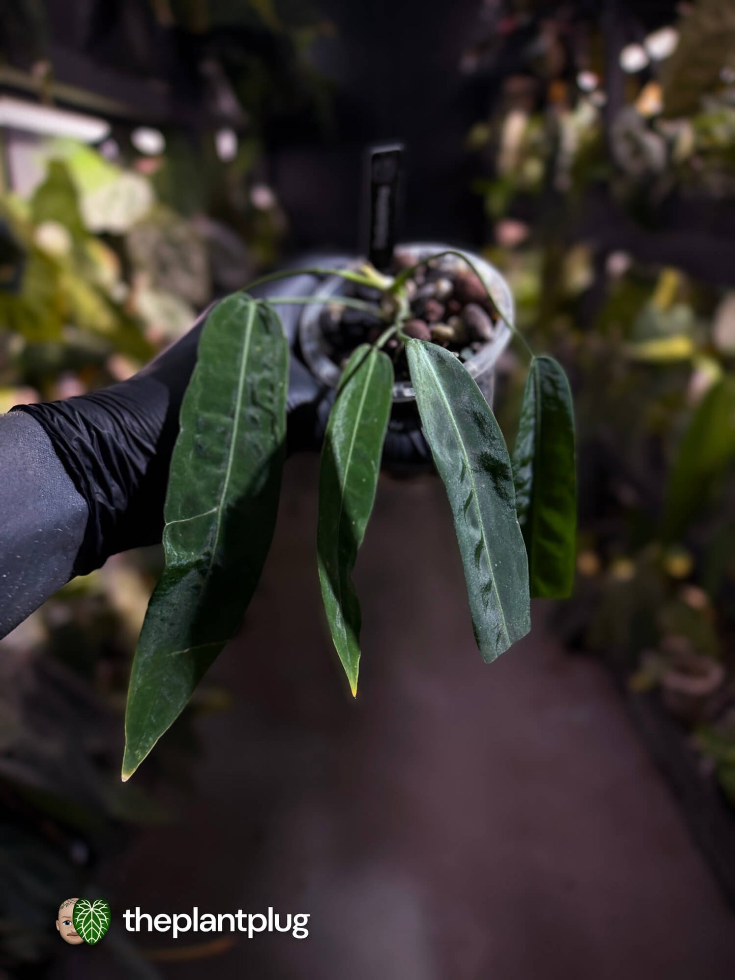 Anthurium pallidiflorum – The Plant Plug