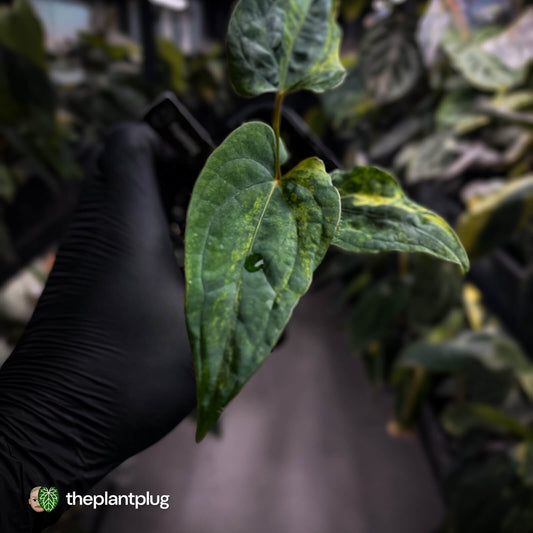 Anthurium 'Wolverine' x #Calculus • variegated ✨