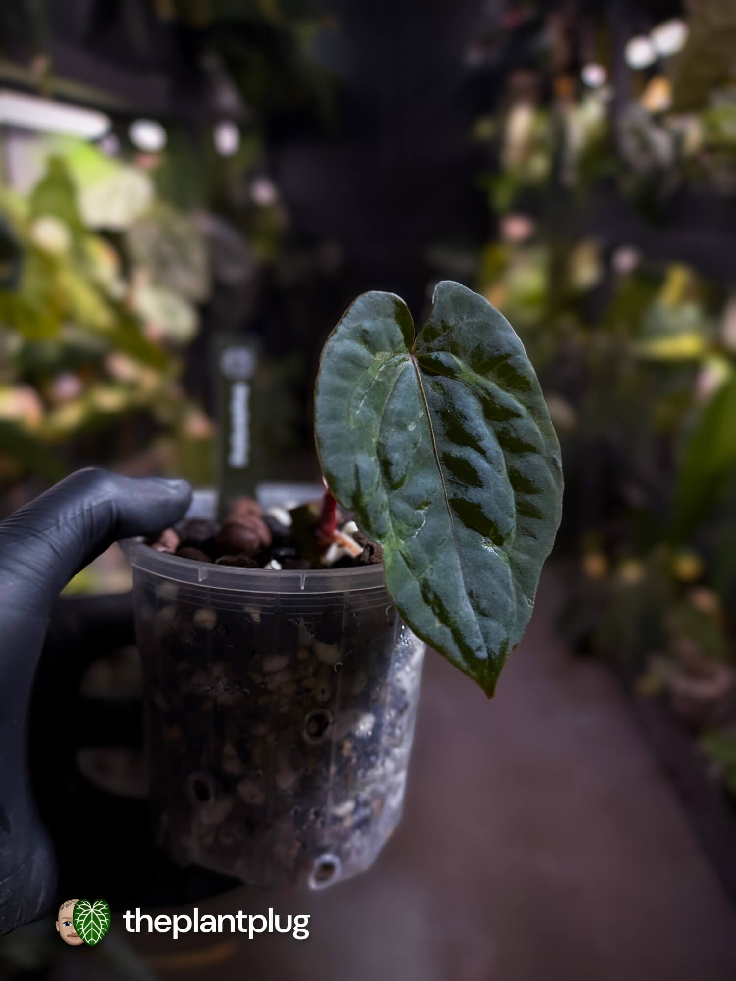 Anthurium #MidnightVelvet 'Deep Ruby' x 'Bloodmoon' 🩸