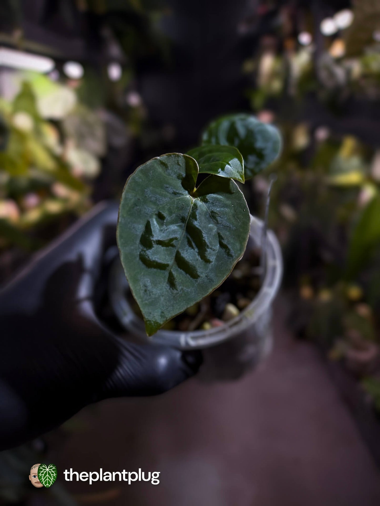 Anthurium #PhoenixGangb*ng