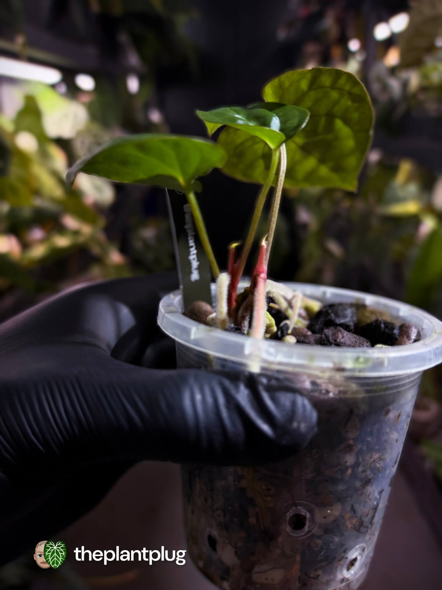 Anthurium #PhoenixGangb*ng