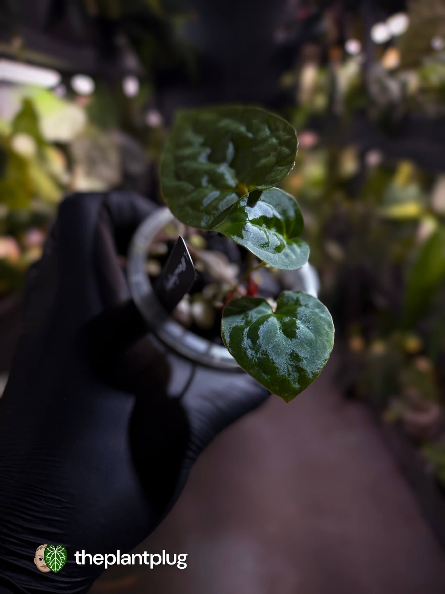 Anthurium #PhoenixGangb*ng