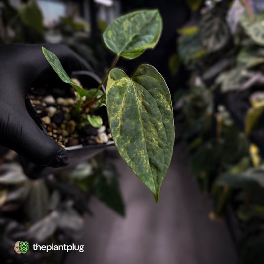 Anthurium 'Wolverine' x #Calculus • variegated ✨