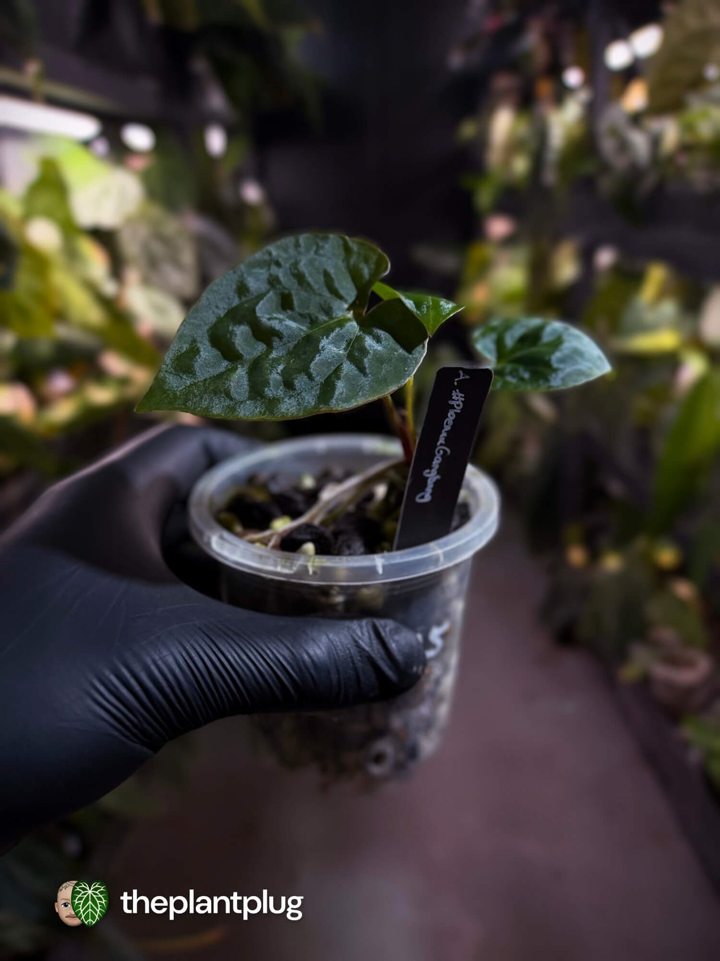 Anthurium #PhoenixGangb*ng