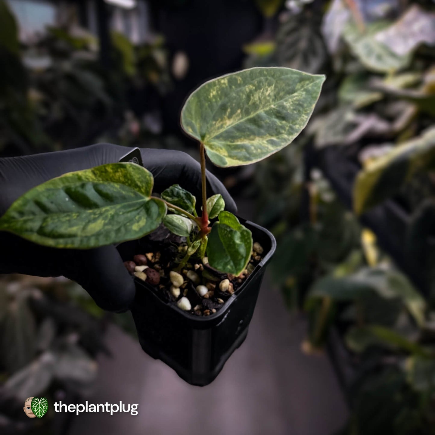Anthurium 'Wolverine' x #Calculus • variegated ✨