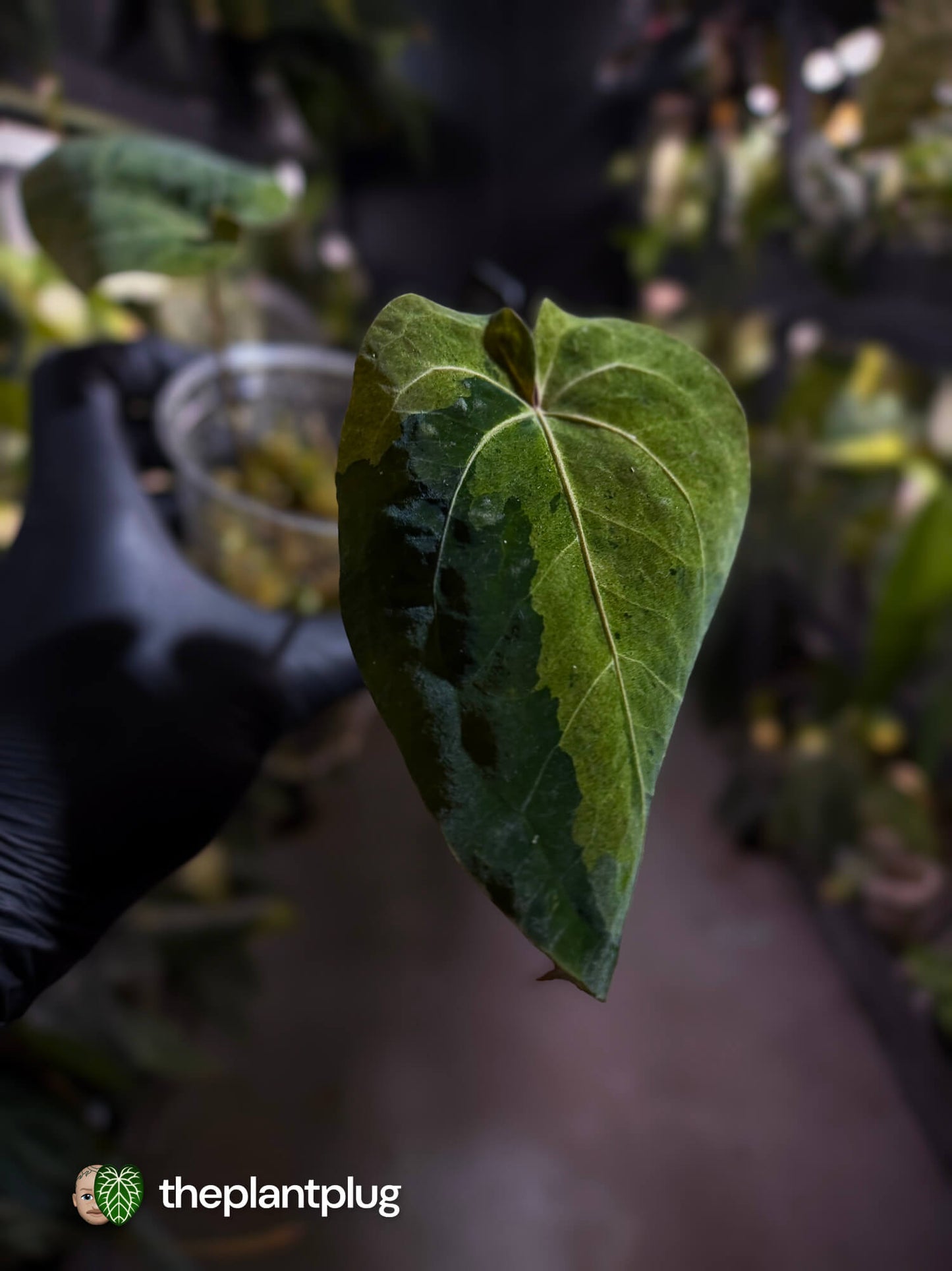 Anthurium 'Dark Complex' x (papillilaminum x dressleri) • variegated neotenous mutation 🦄