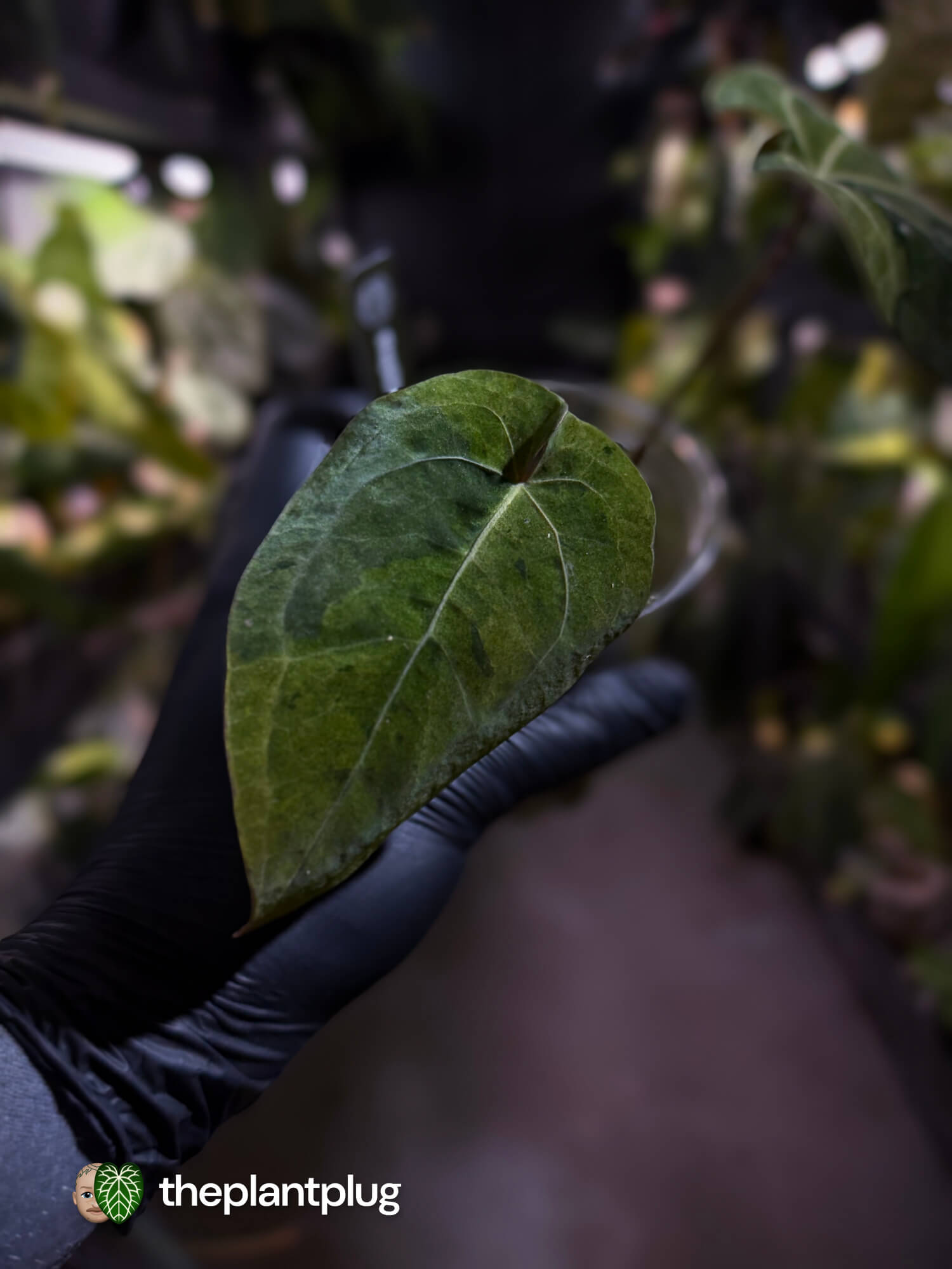 Anthurium 'Dark Complex' x (papillilaminum x dressleri) • variegated neotenous mutation 🦄