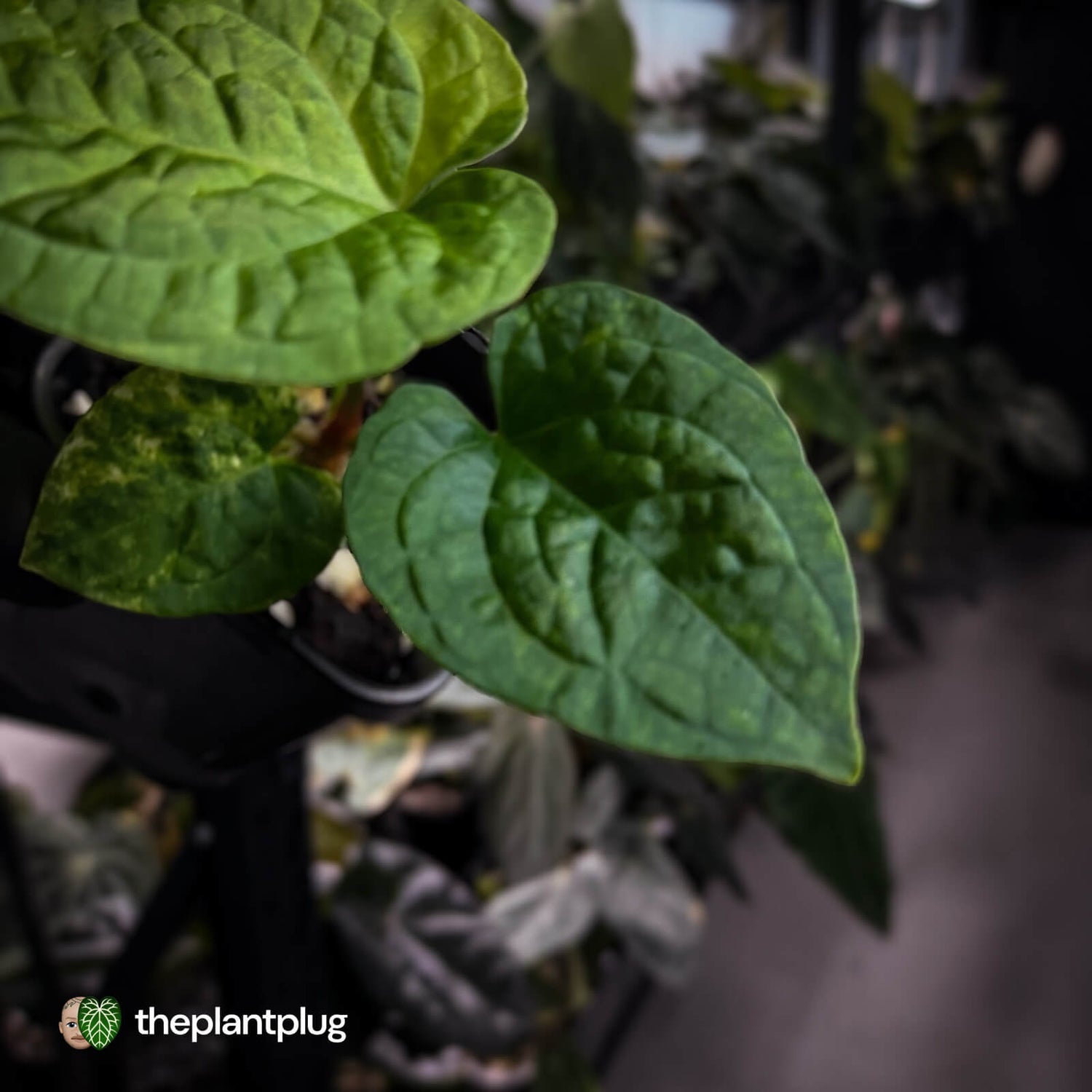 Anthurium forgetii hybrid x splendidum • variegated 🦄