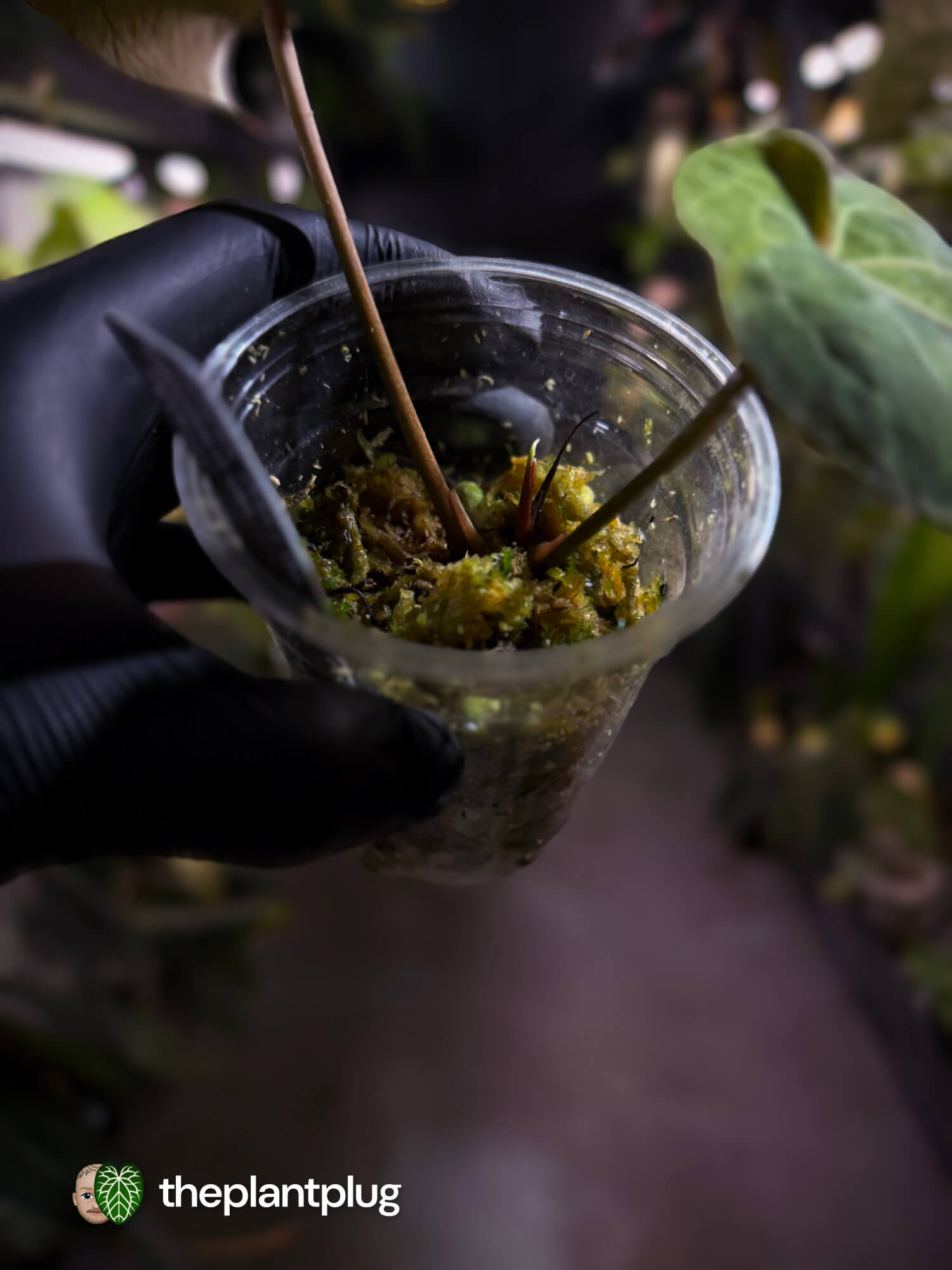 Anthurium 'Dark Complex' x (papillilaminum x dressleri) • variegated neotenous mutation 🦄