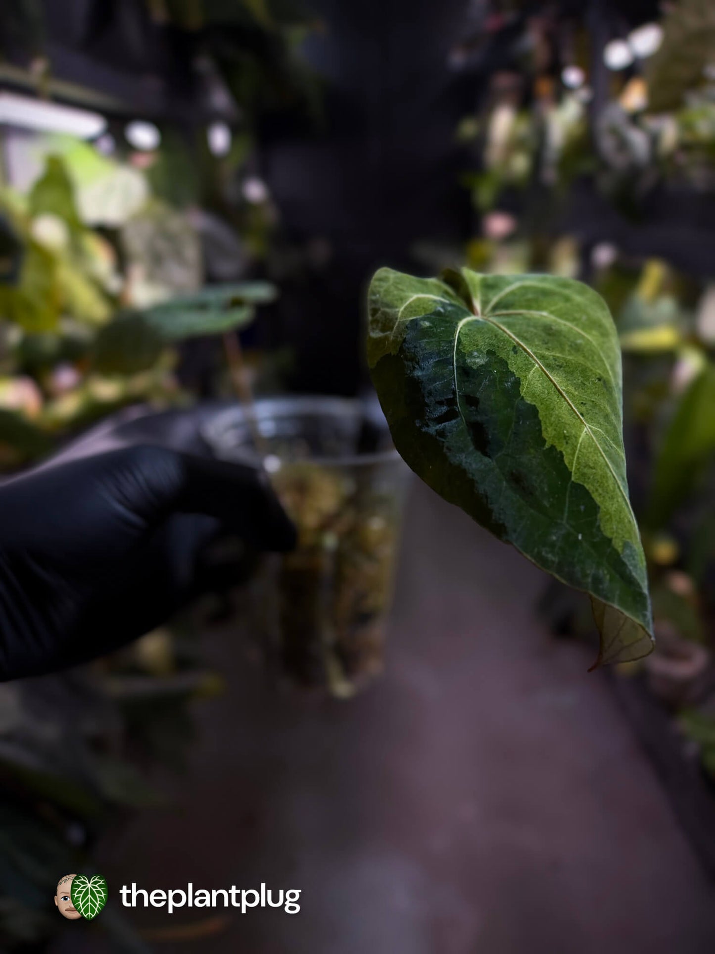 Anthurium 'Dark Complex' x (papillilaminum x dressleri) • variegated neotenous mutation 🦄