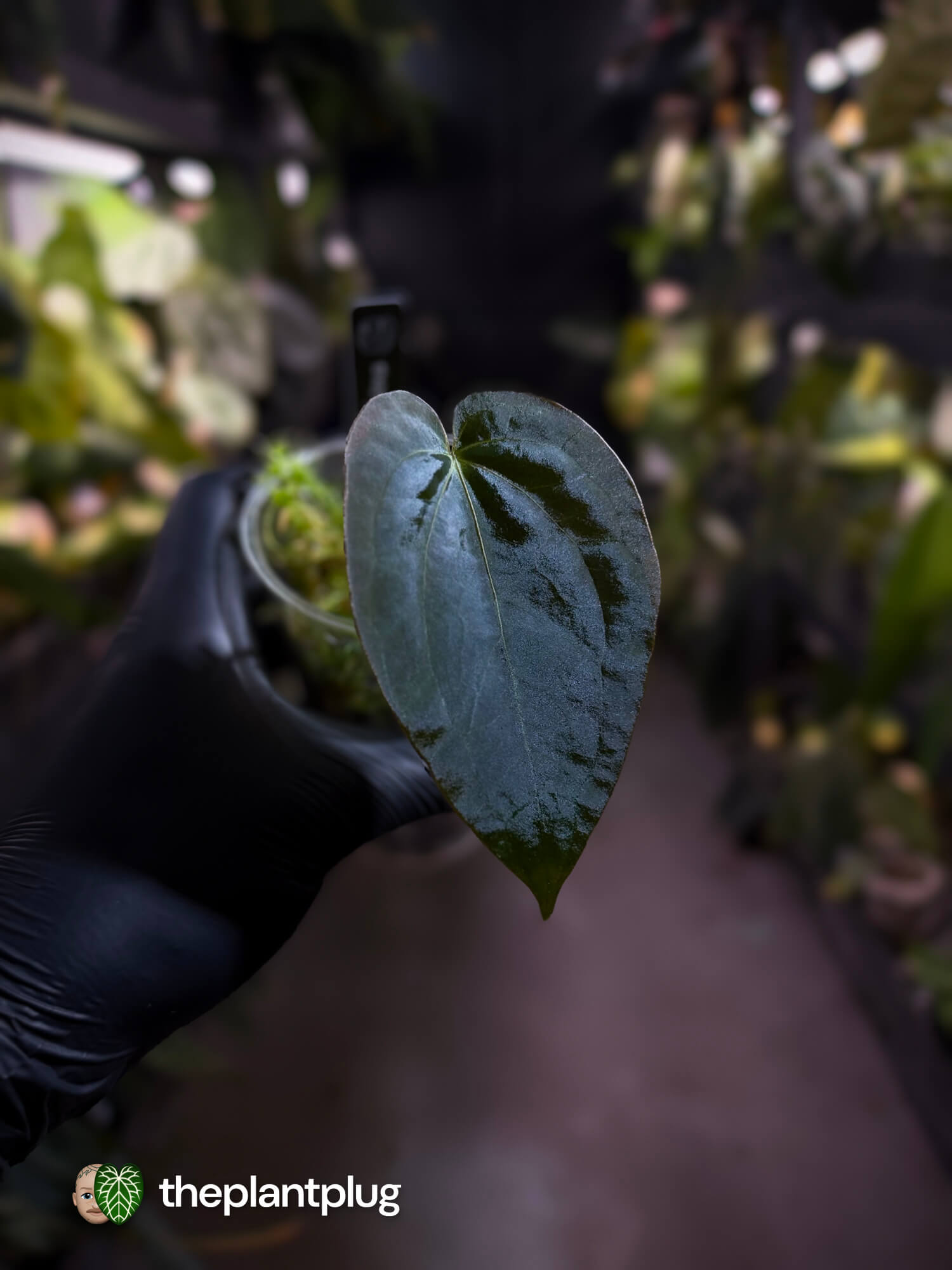 Anthurium (luxurians x papillilaminum x crystallinum) x (pap x dress)