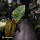 Anthurium 'Wolverine' x #Calculus • variegated • select