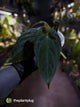 Anthurium papillilaminum • select holdback