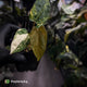 Anthurium 'Wolverine' x #Calculus • variegated • select