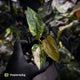 Anthurium 'Wolverine' x #Calculus • variegated • select
