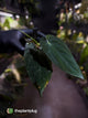 Anthurium papillilaminum • select holdback