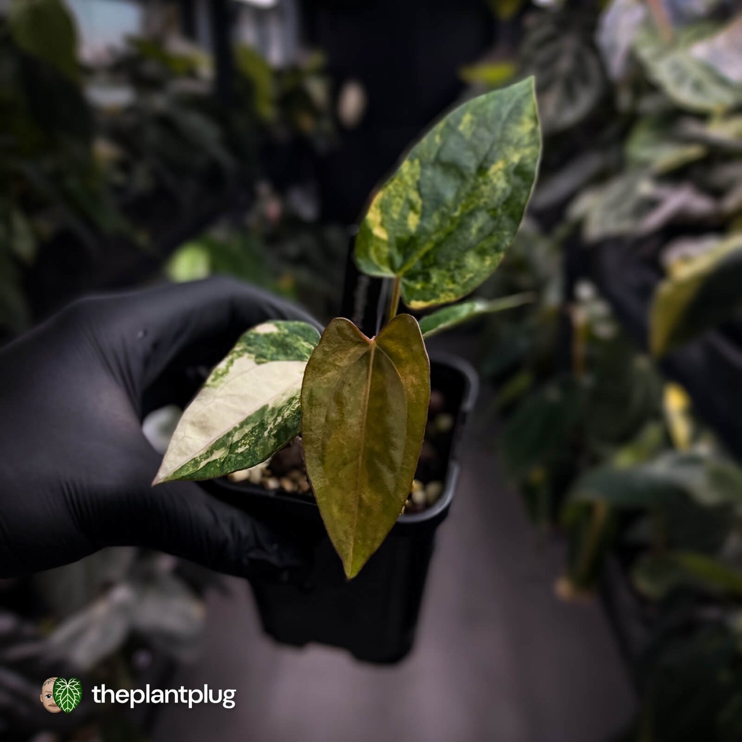 Anthurium 'Wolverine' x #Calculus • variegated • select