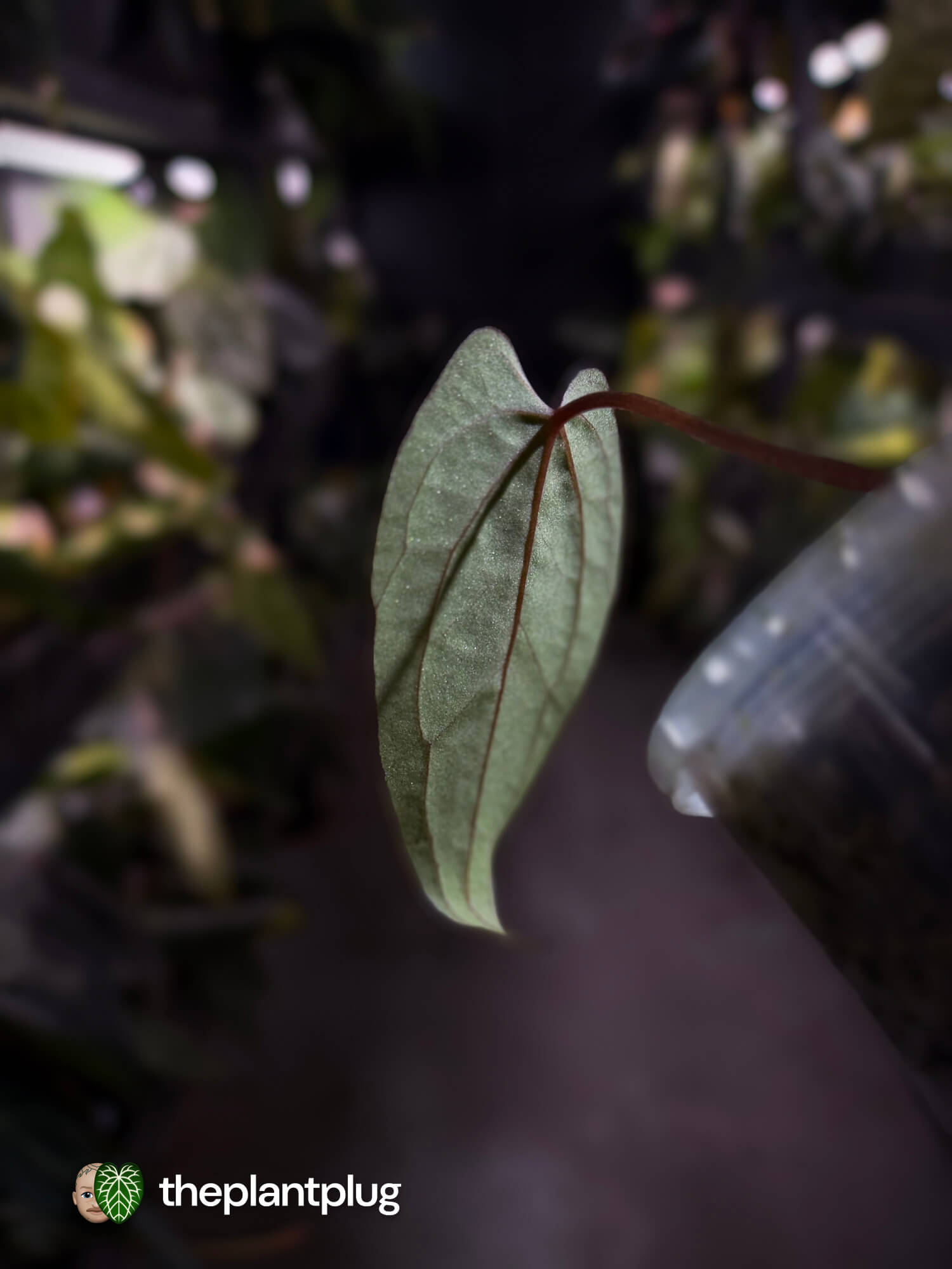 Anthurium [(pap x dress) x 'Waddle Noid'] #VolcanicAsh 🌋