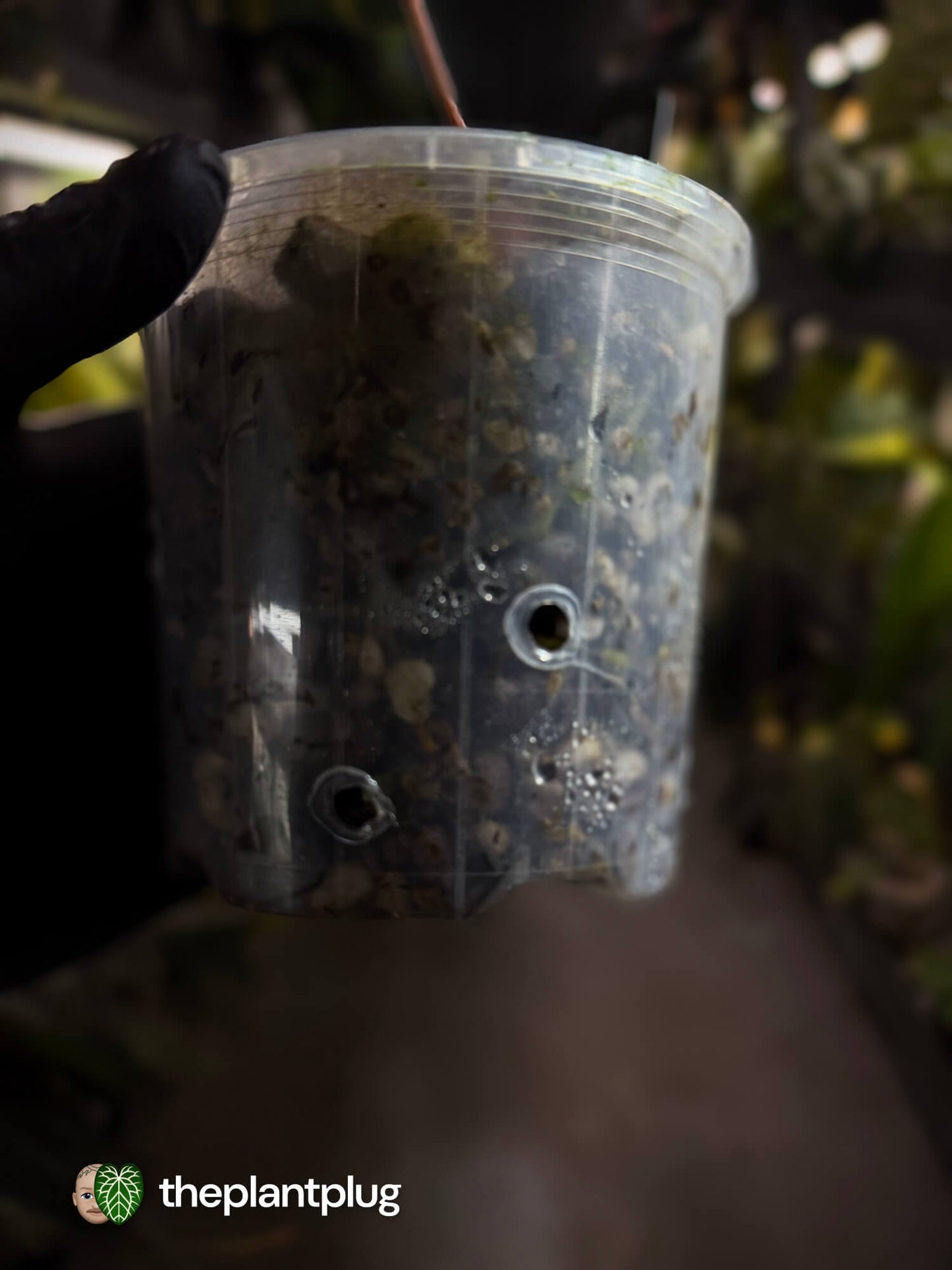 Anthurium [(pap x dress) x 'Waddle Noid'] #VolcanicAsh 🌋