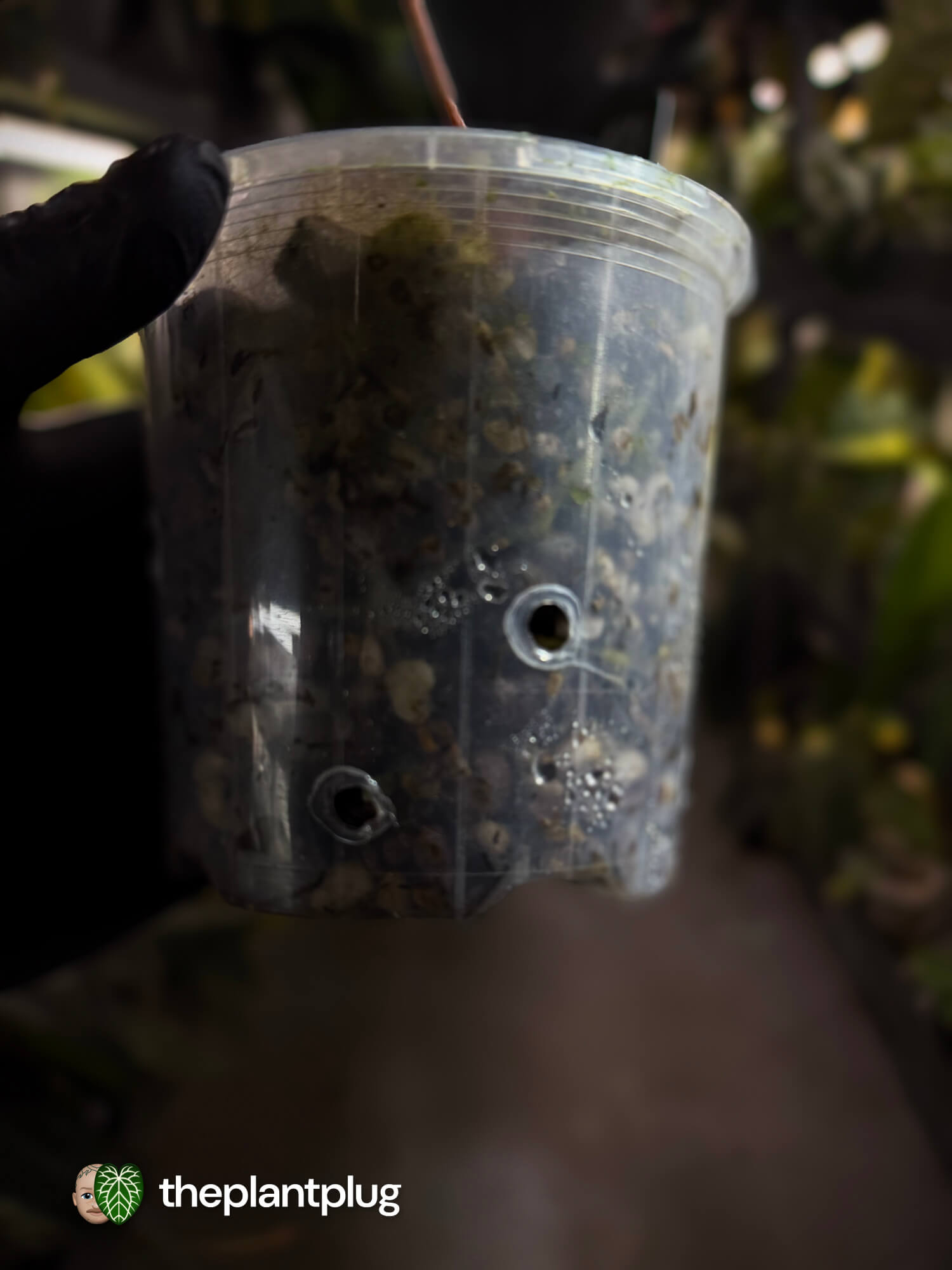 Anthurium [(pap x dress) x 'Waddle Noid'] #VolcanicAsh 🌋