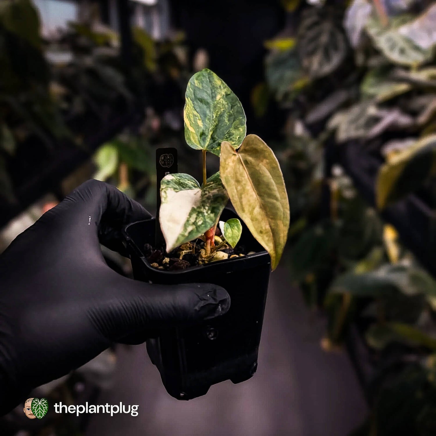 Anthurium 'Wolverine' x #Calculus • variegated • select