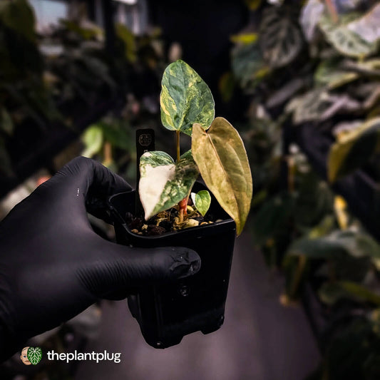 Anthurium 'Wolverine' x #Calculus • variegated • select