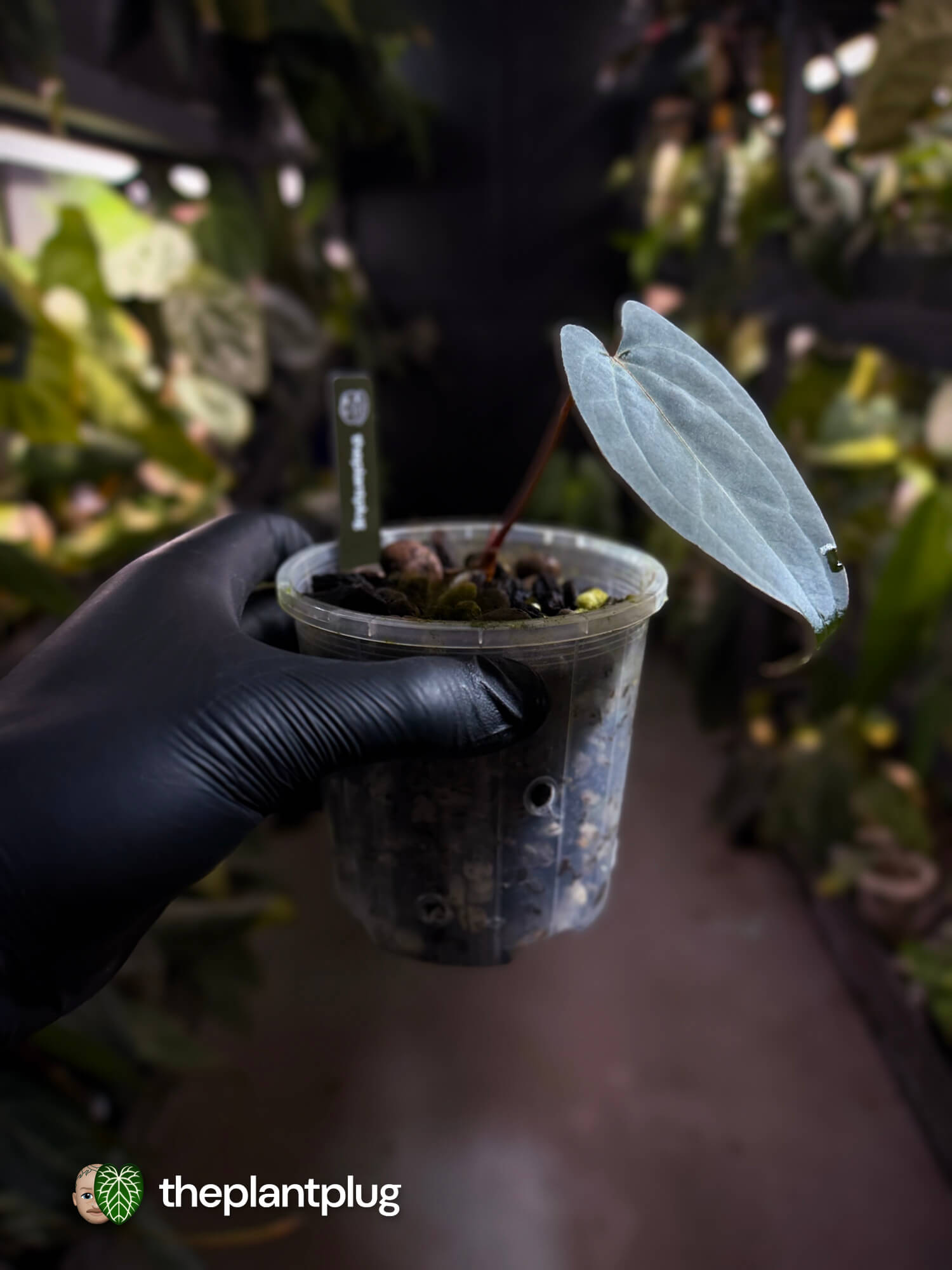 Anthurium [(pap x dress) x 'Waddle Noid'] #VolcanicAsh 🌋